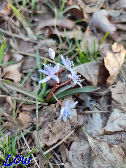 3.3.2023 - Blausternchen